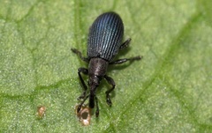 Perapion violaceum
