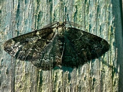 Cleorodes lichenaria