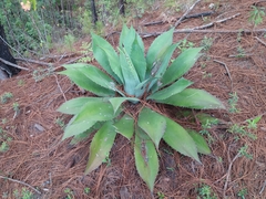 Agave maximiliana