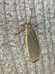 Eilema lurideola