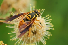 Spilomyia texana