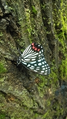 Hestina assimilis assimilis