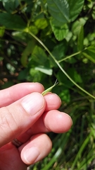 Gonista bicolor