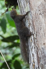 Microsciurus