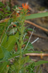 Castilleja minor