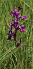 Dactylorhiza lapponica