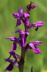 Dactylorhiza lapponica