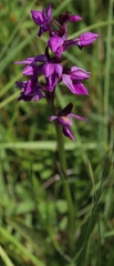Dactylorhiza lapponica