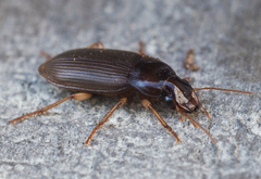 Harpalus griseus