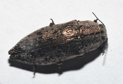 Poecilonota