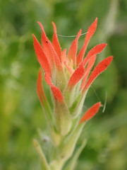Castilleja minor