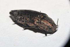 Poecilonota