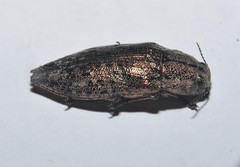 Poecilonota