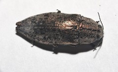 Poecilonota