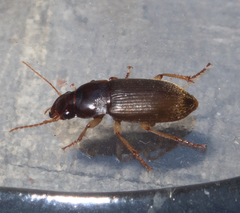 Harpalus griseus