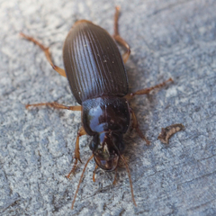 Harpalus griseus