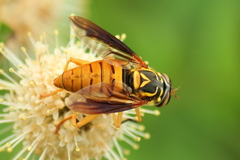 Spilomyia texana