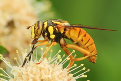 Spilomyia texana