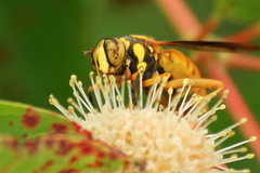 Spilomyia texana