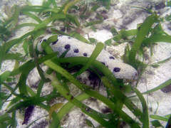 Thalassia hemprichii