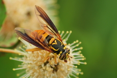 Spilomyia texana