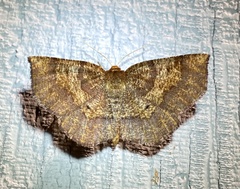 Metarranthis angularia