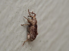 Mitrastethus baridioides