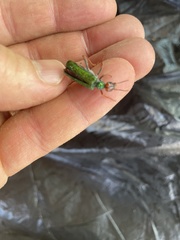 Eupompha fissiceps