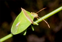 Cuspicona apothoracica