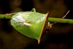 Cuspicona apothoracica