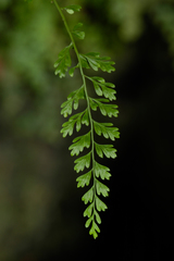 Asplenium × biscaynianum