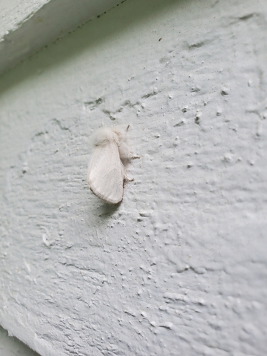 Brown-tail Moth photo 6