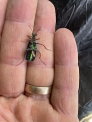 Eupompha fissiceps