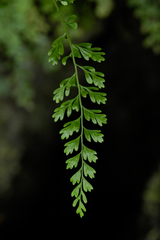 Asplenium × biscaynianum