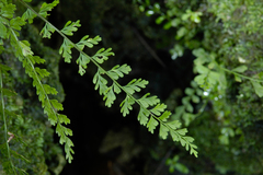 Asplenium × biscaynianum