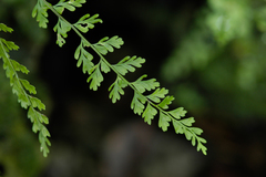 Asplenium × biscaynianum