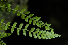 Asplenium × biscaynianum