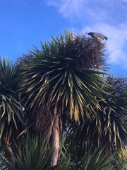 Hemiphaga novaeseelandiae