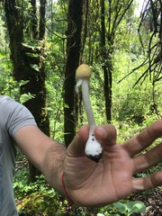 Amanita xylinivolva