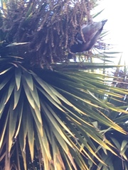 Hemiphaga novaeseelandiae