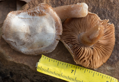 Cortinarius privignoides
