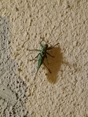 Tettigonia viridissima