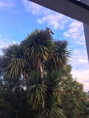 Hemiphaga novaeseelandiae