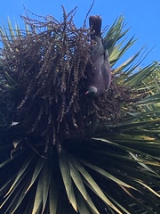 Hemiphaga novaeseelandiae