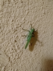Tettigonia viridissima