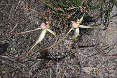 Caladenia orientalis