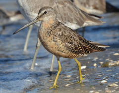 Limnodromus griseus caurinus