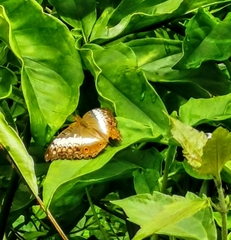 Vindula dejone erotella