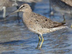 Limnodromus griseus caurinus