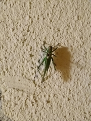 Tettigonia viridissima